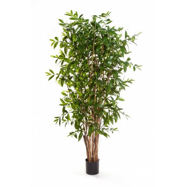 7' DRACAENA SURCULOSA TREE