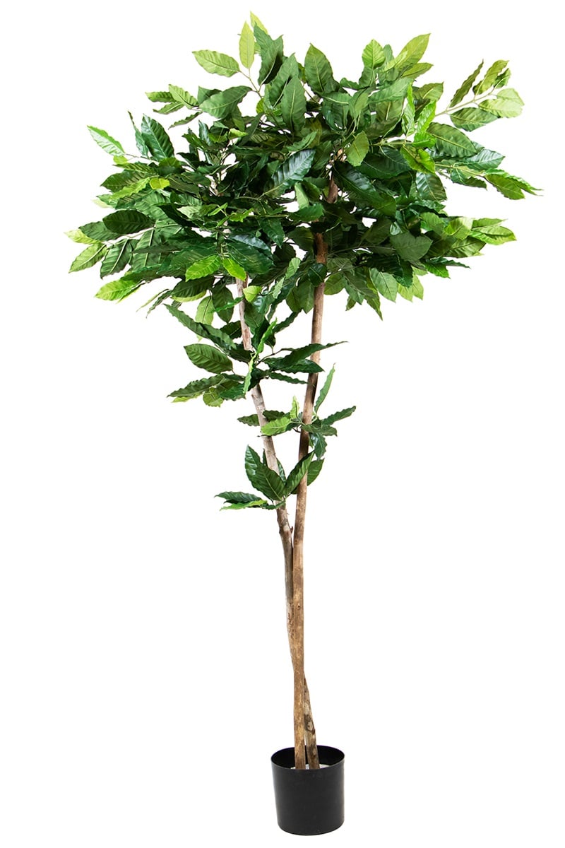 Coffea-Pflanze 42099 180