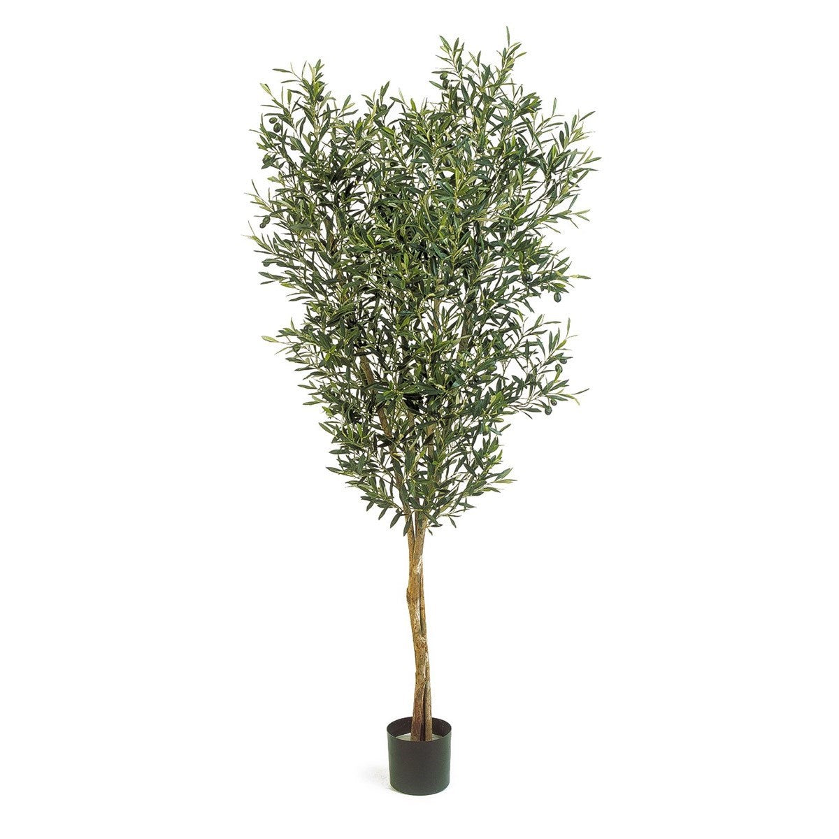 4' NATURAL OLIVE TREE WITH FRUITS