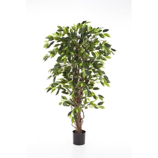 5' FICUS LIANA