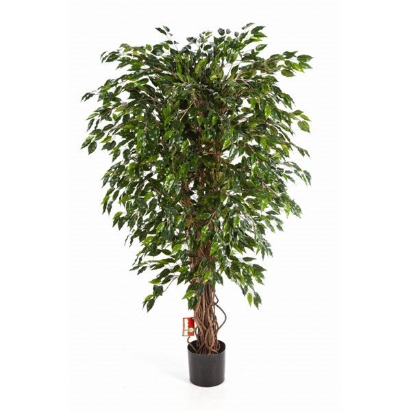 5' HAWAIIAN FICUS LIANA