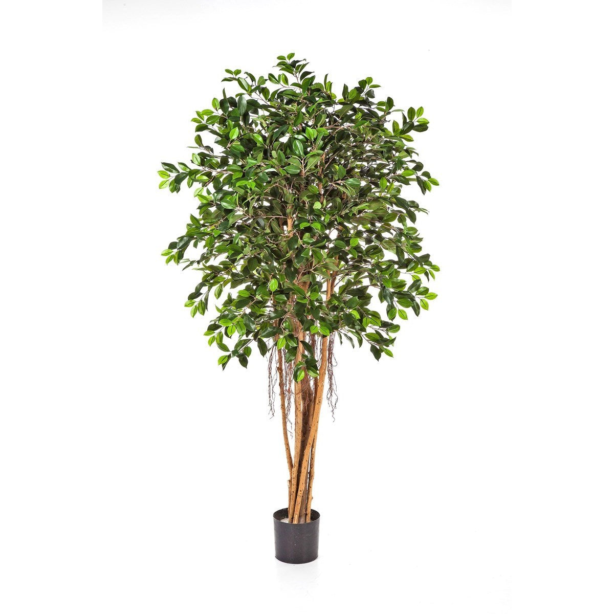 6' FICUS RETUSA