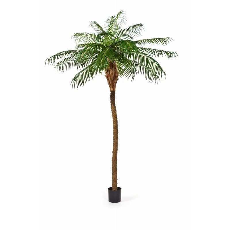 Phoenixpalme Deluxe