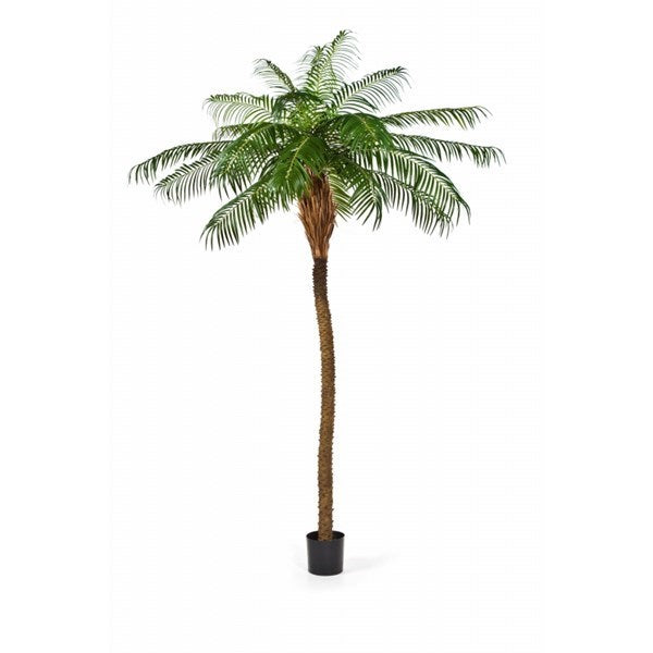Phoenix Palm De Luxe
