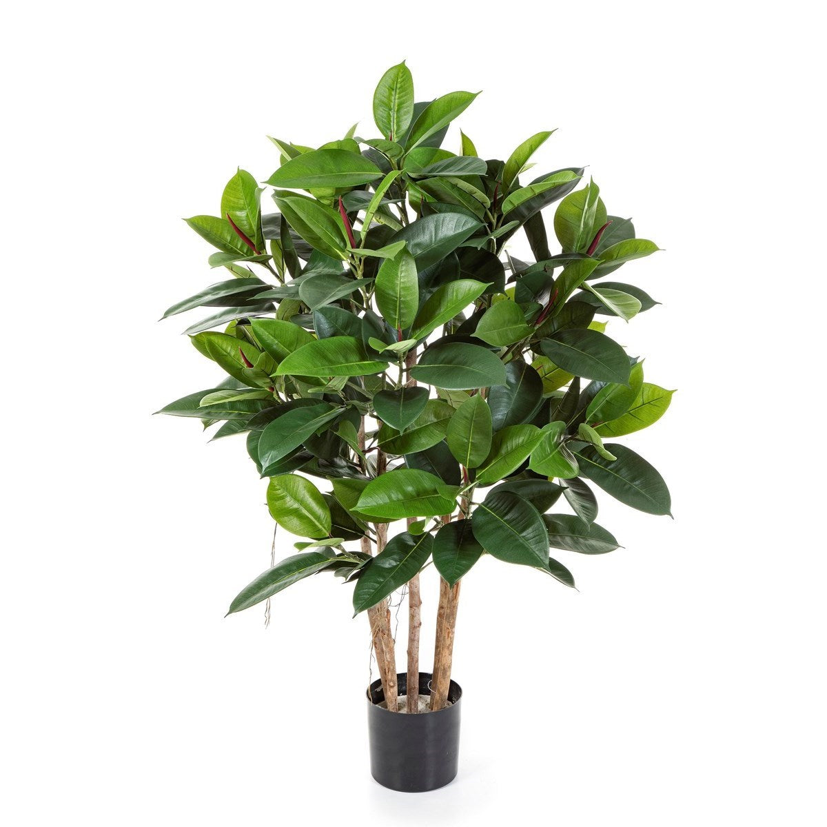 4' Rubber Plant