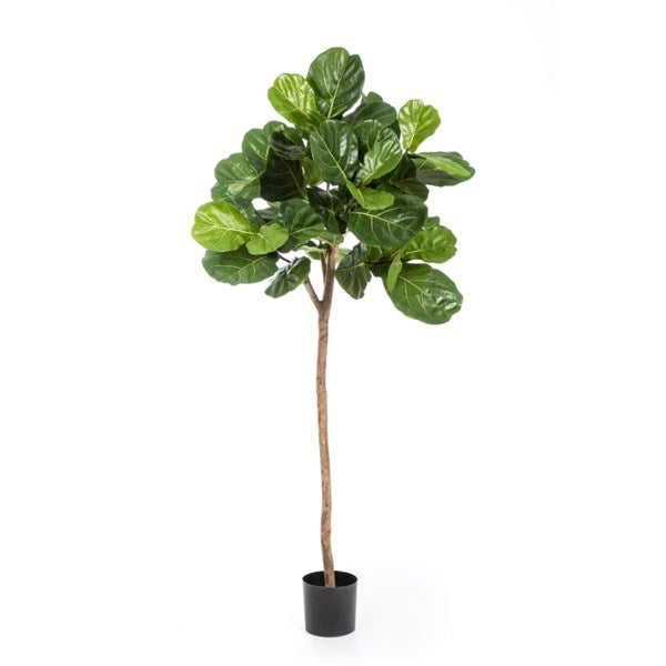 7' FICUS LYRATA SINGLE TRUNK