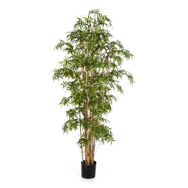 6' NEW JAPANESE BAMBOO