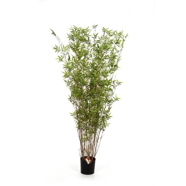 6' ORIENTAL BAMBOO TREE