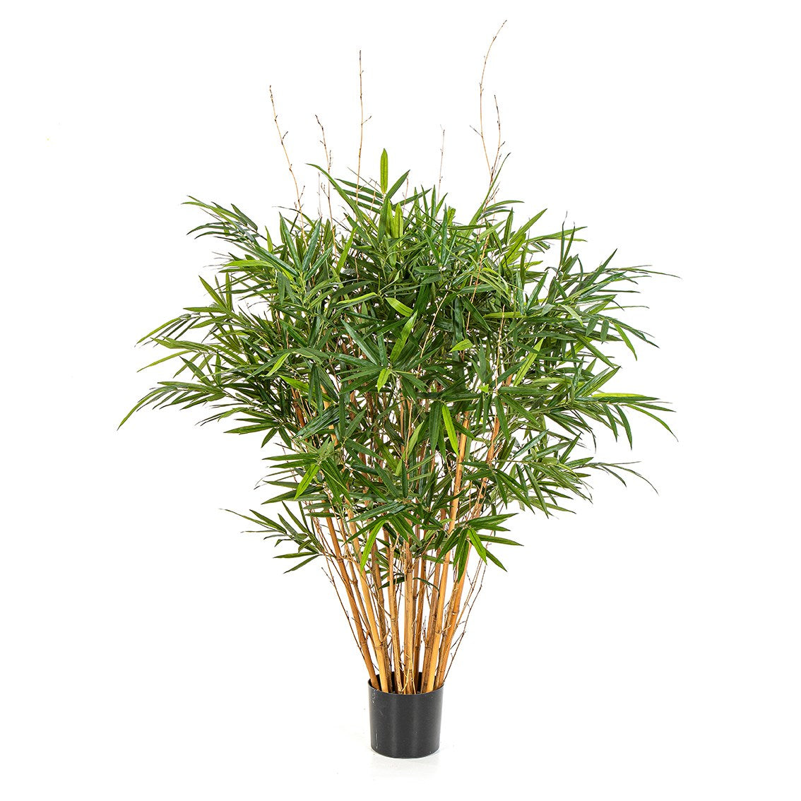 Royal Jamaica Bamboe