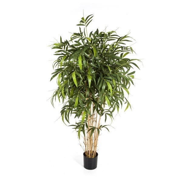 6' NEW NATURAL BAMBOO TREE