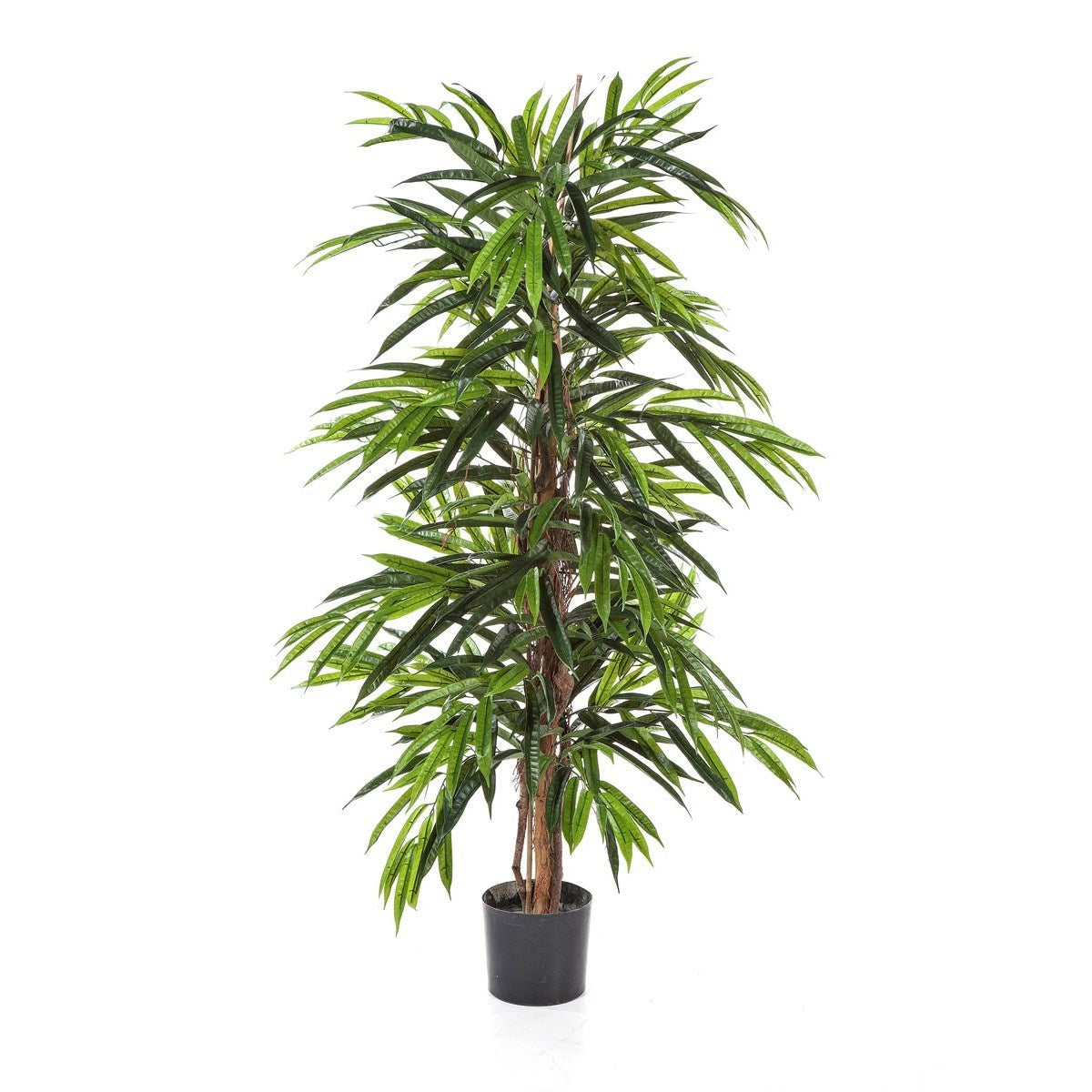 5' DELUXE LONGIFOLIA TREE