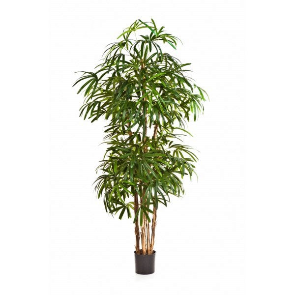 7' NATURAL RAPHIS PALM