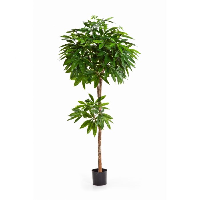 PACHIRA TREE
