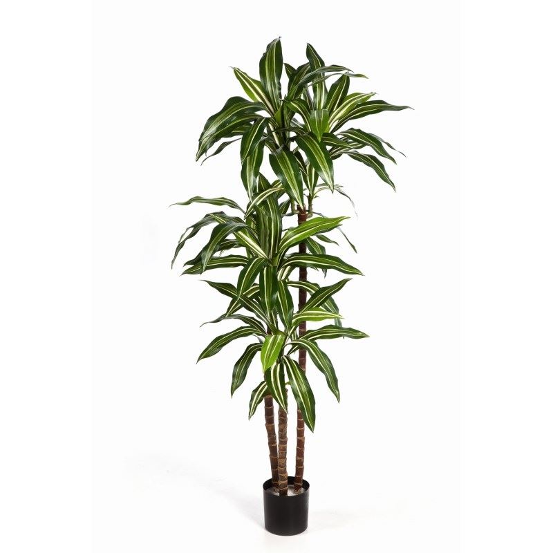 Dragena Fragans Kunstbaum