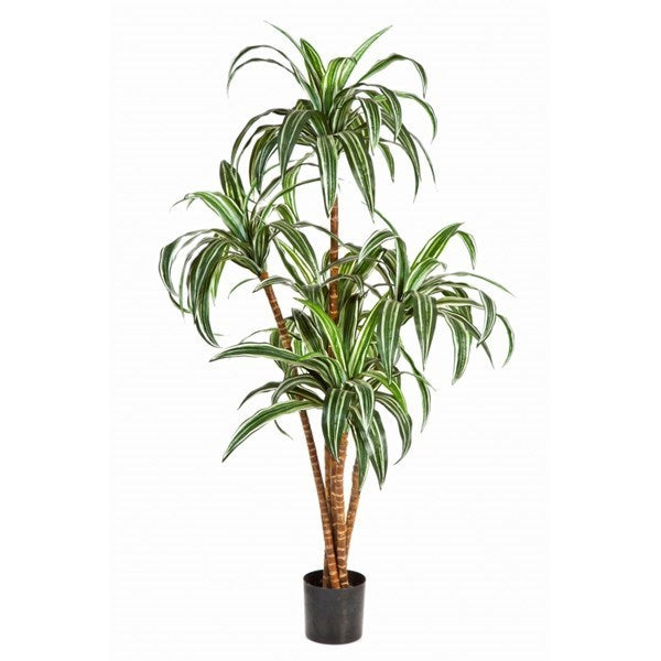 4' DRACAENA TREE