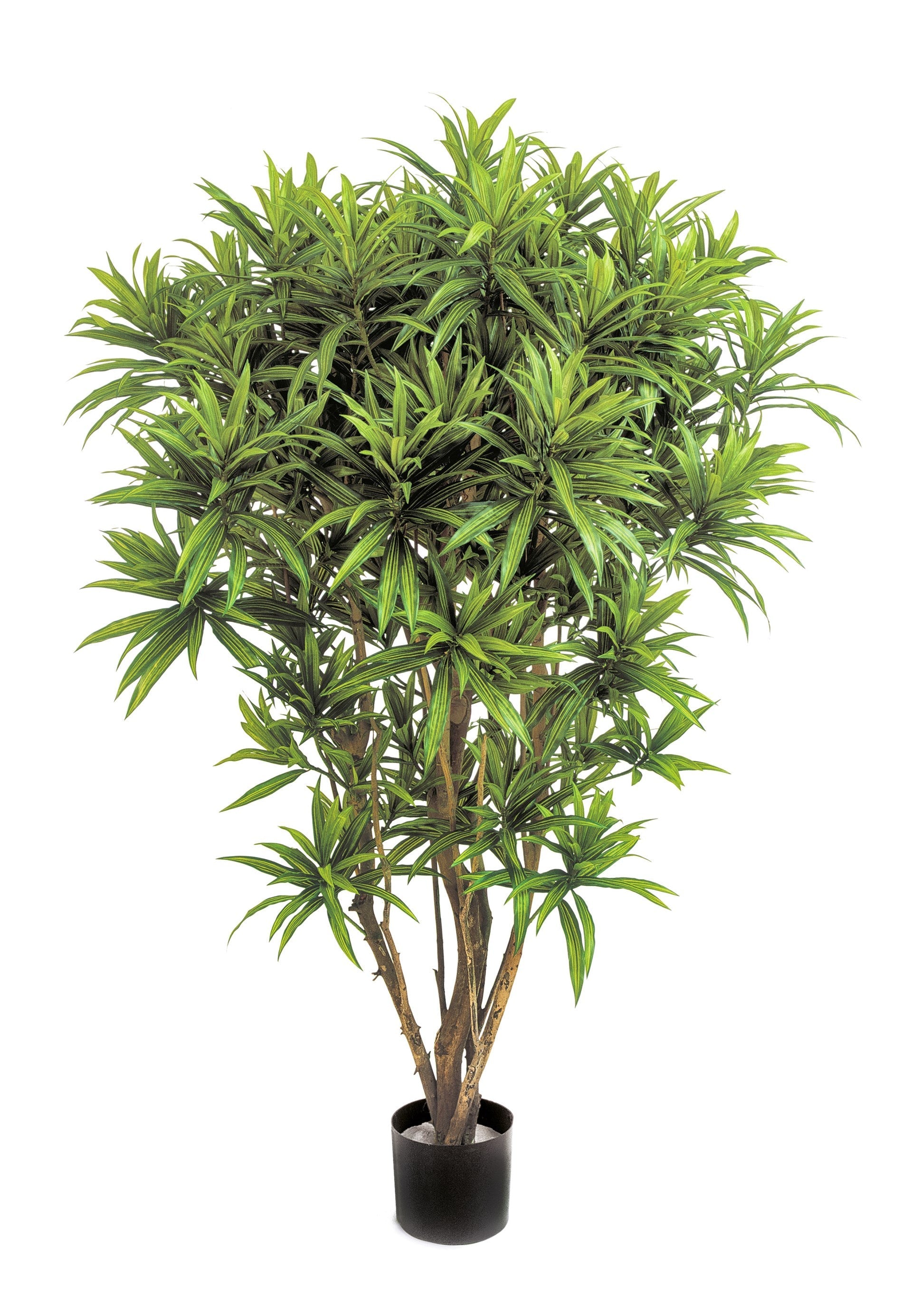 Jamaica Kunstbaum