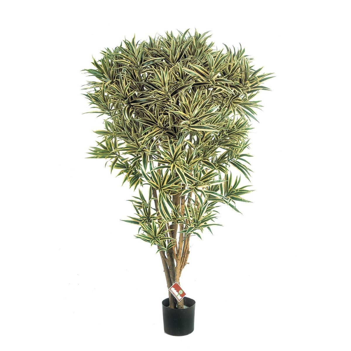 5' DRACAENA REFLEXA JAMAICA