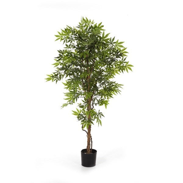 5' JAPANESE MAPLE