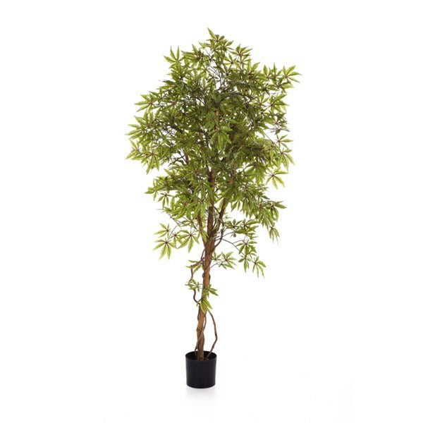 6' JAPANESE MAPLE