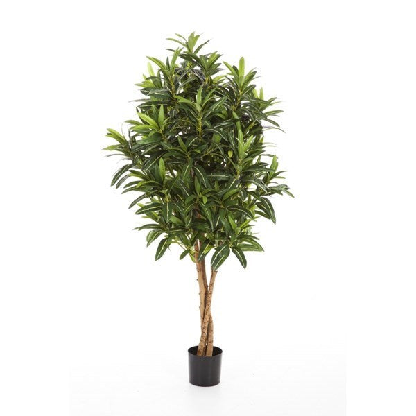 5' CROTON GOLDFINGER TREE