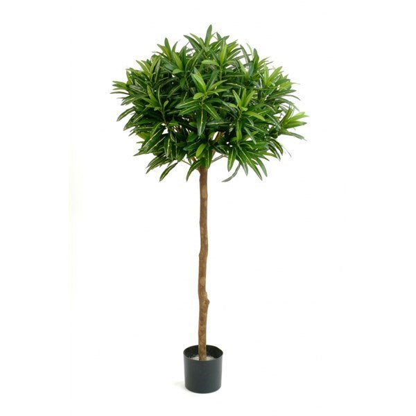 5' CROTON GOLDFINGER BALL TREE