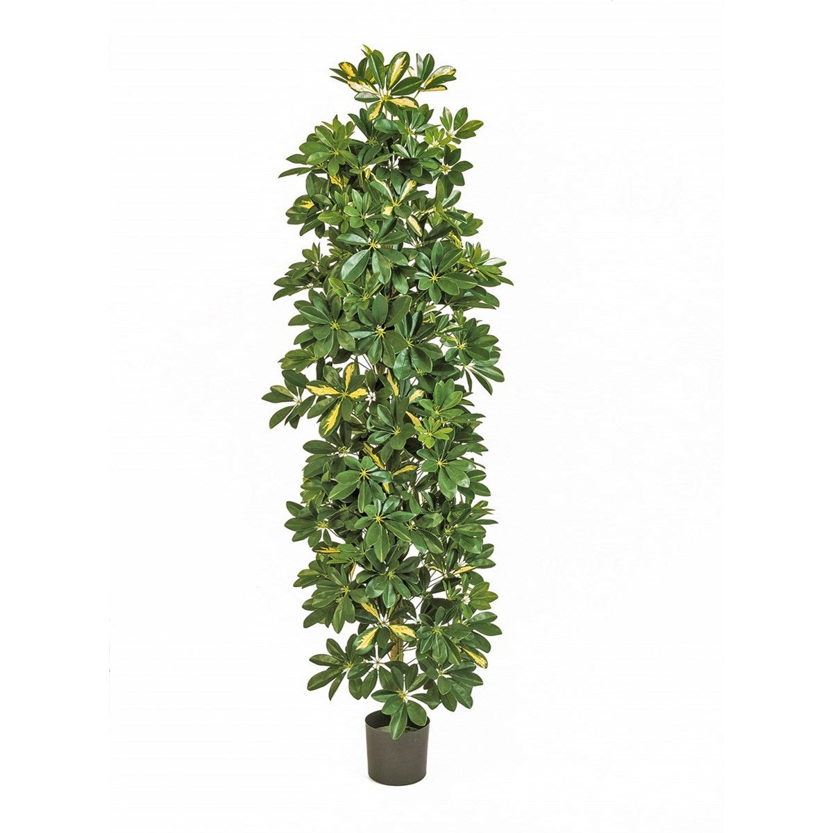6' VARIEGATED COLUMN SCHEFFLERA