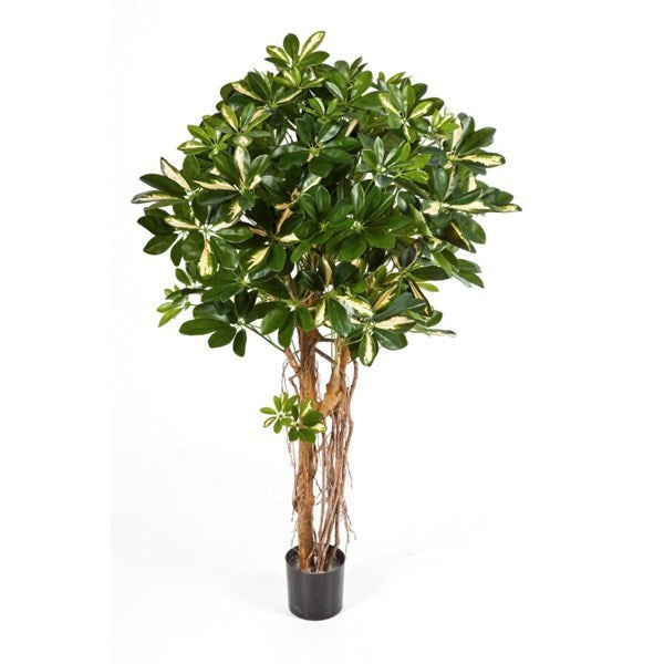 4' VARIEGATED NATURAL SCHEFFLERA UMBRELLA