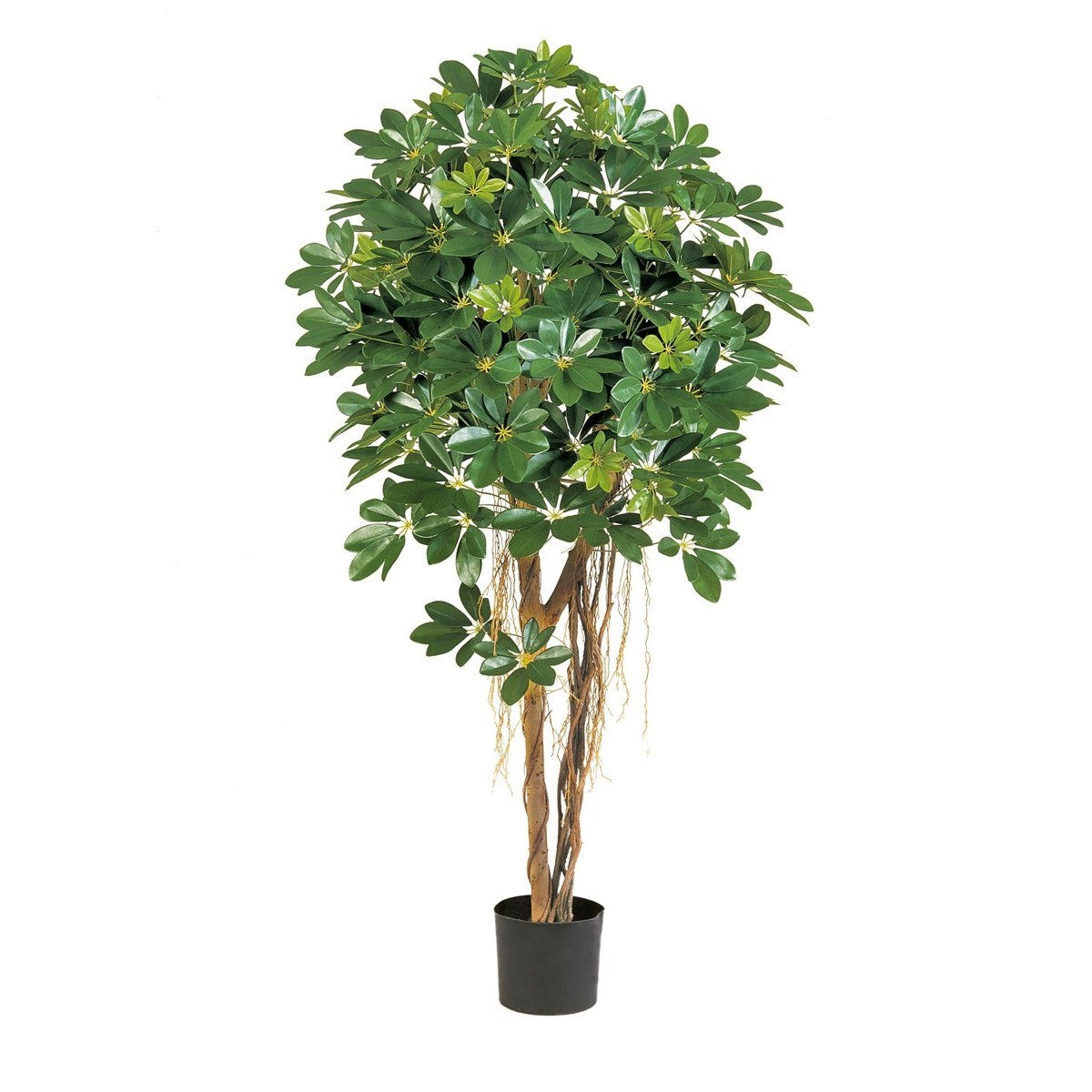 4' NATURAL SCHEFFLERA UMBRELLA