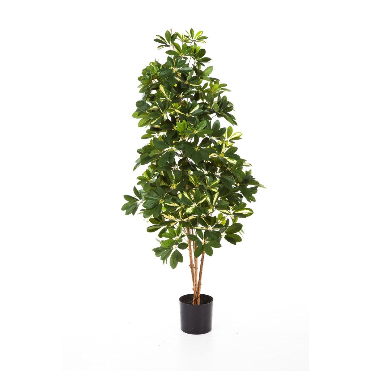 3' VARIEGATED NATURAL SCHEFFLERA