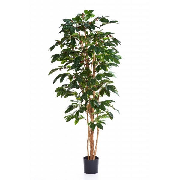 7' FLOWERING COFFEE TREE