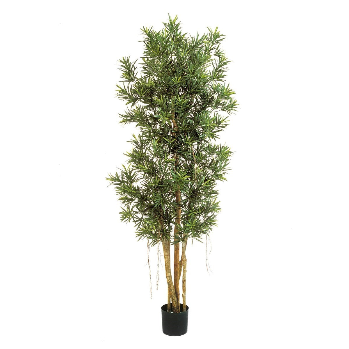 5' PODOCARPUS REFLEXA