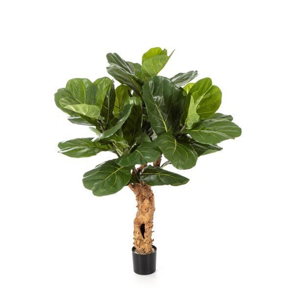 4' FICUS LYRATA FOREST TRUNK - NOVA LIGNUM