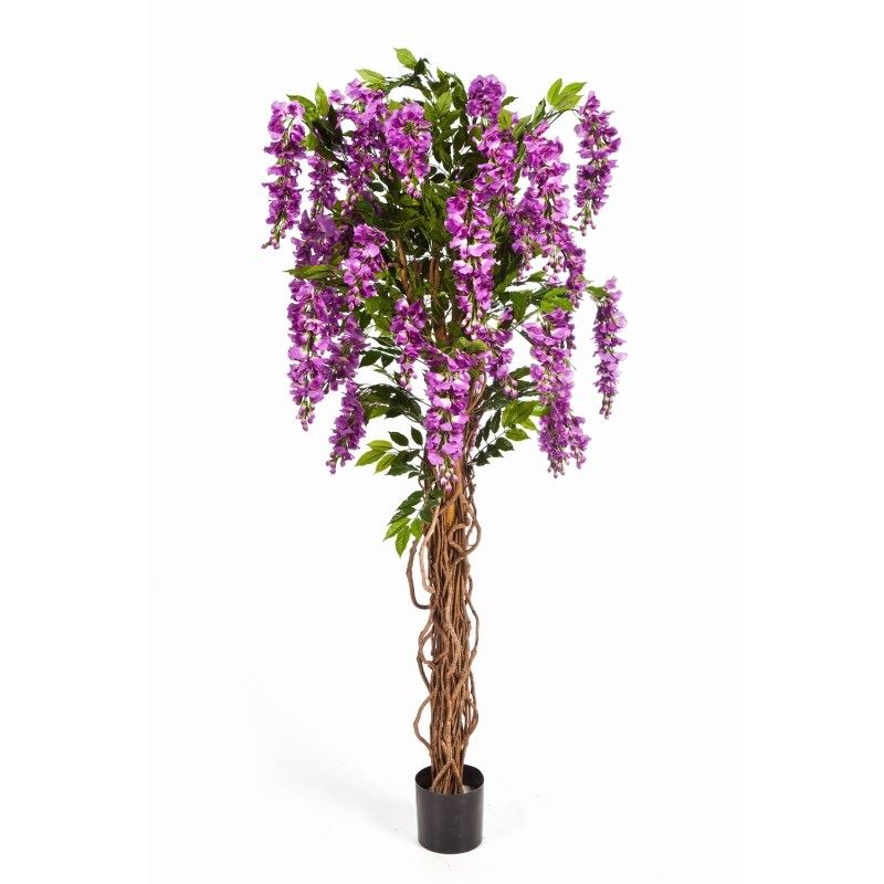 WISTERIA LIANE