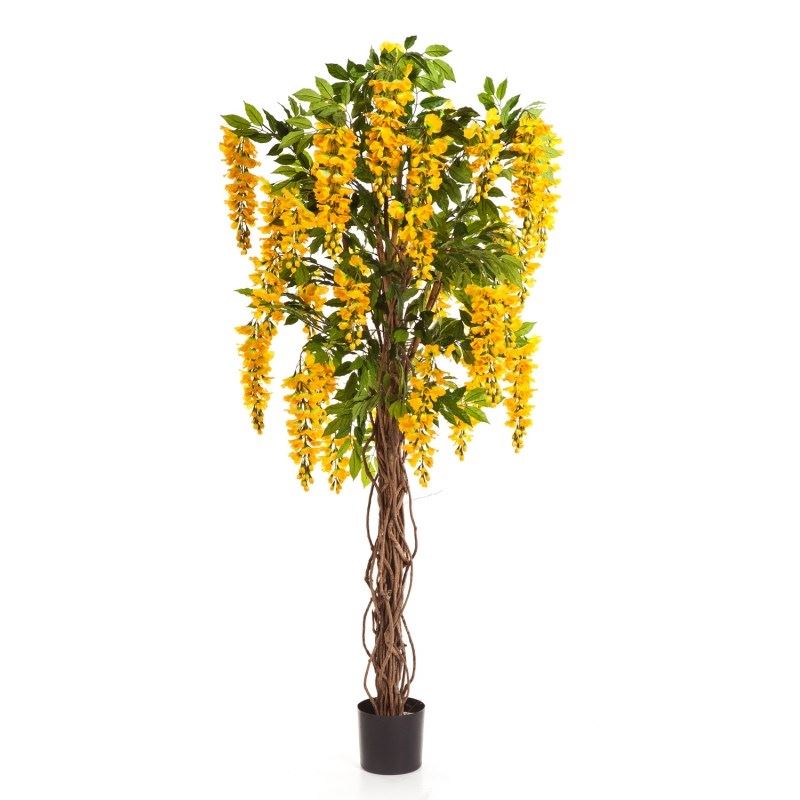 6' WISTERIA LIANE