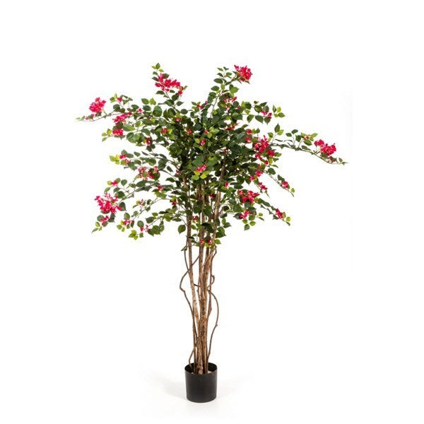 5' BOUGAINVILLEA NITIDA