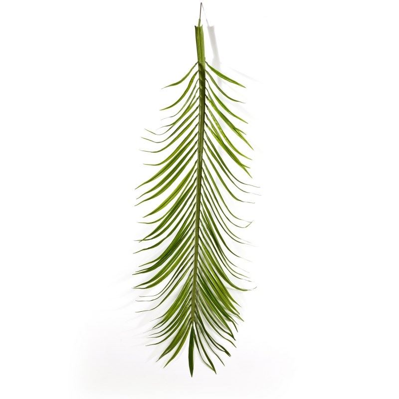 Phoenix Palmenblätter 46800N