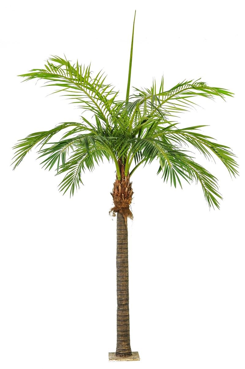 Riesige Dattelpalme
