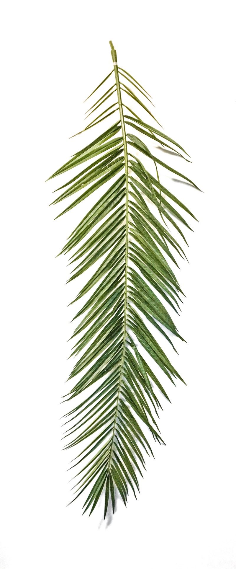 Phoenix Curved Palm Blatt-Set (15 Stück) 47300N