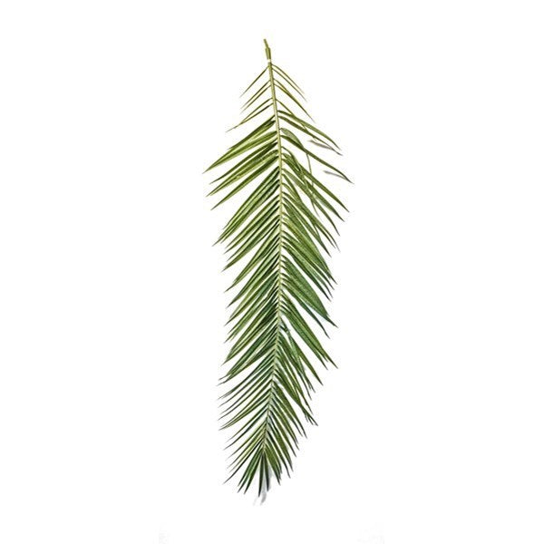 PHOENIX CURVED PALM LEAF SET