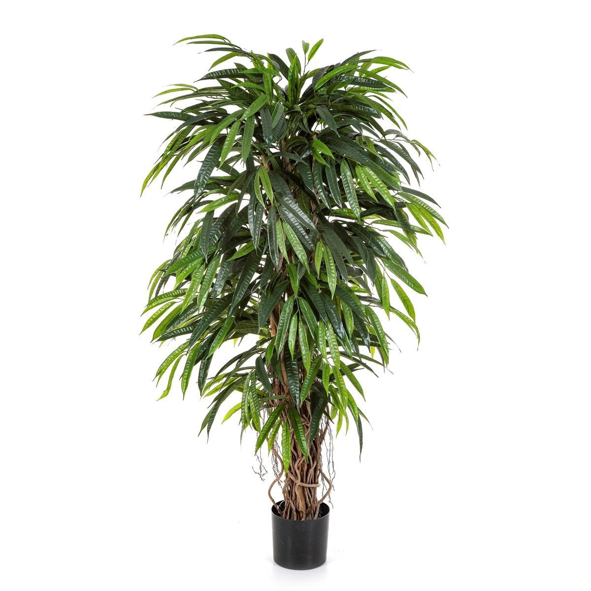 6' DELUXE LONGIFOLIA LIANA