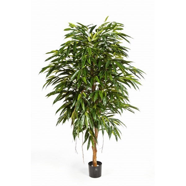 6' ROYAL LONGIFOLIA TREE