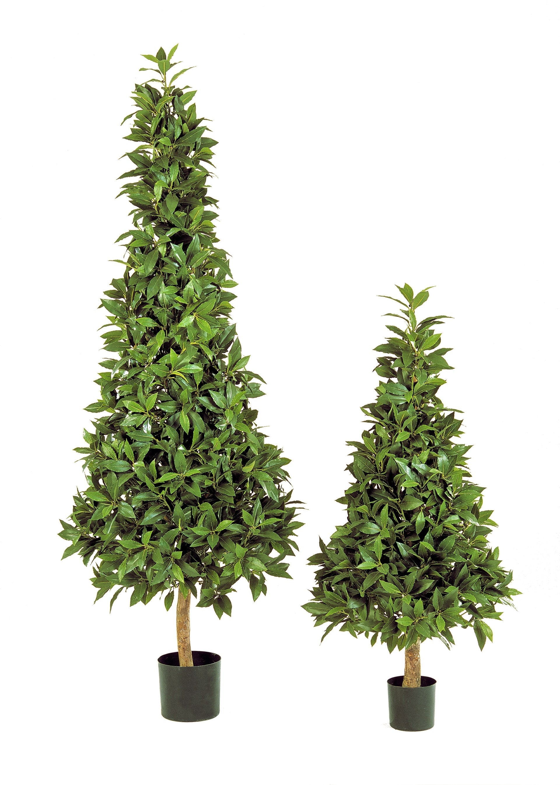Laurel Pyramide auf Holzstamm