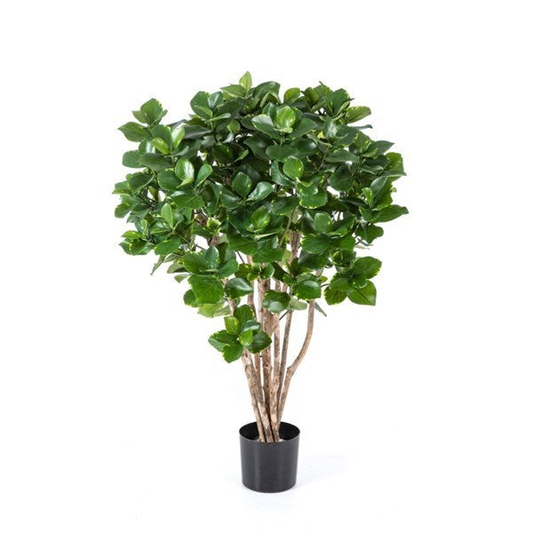4' CLUSIA BUSH TREE