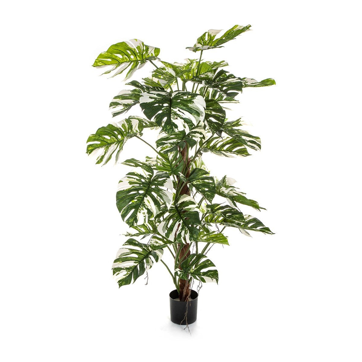 5' Variegated Split Philo on Pole