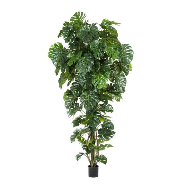 9' SPLIT PHILO TROPICAL