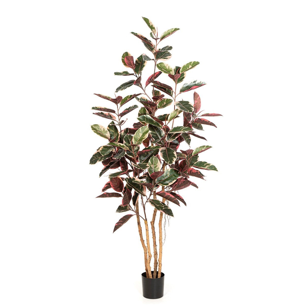Ficus Elastica Red Ruby 230 cm