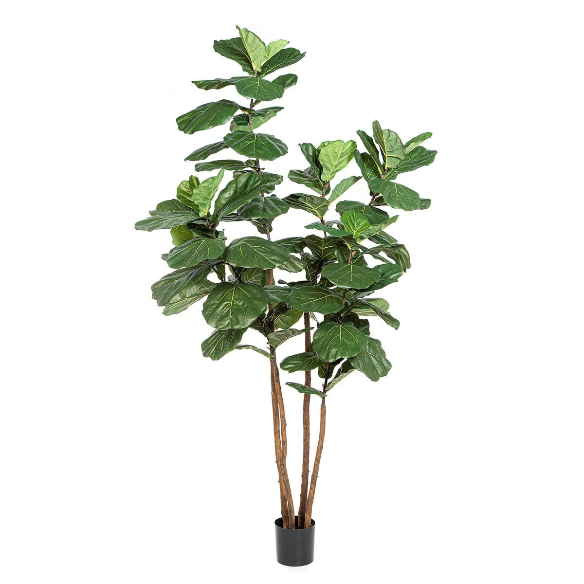 Fiddle Leaf Nitida 250 cm