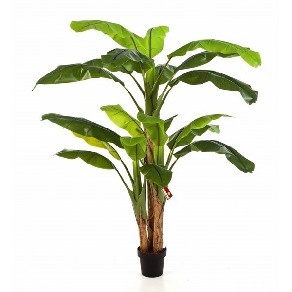 Bananatree x 3 w/pot
