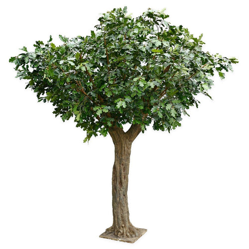 Oak tree