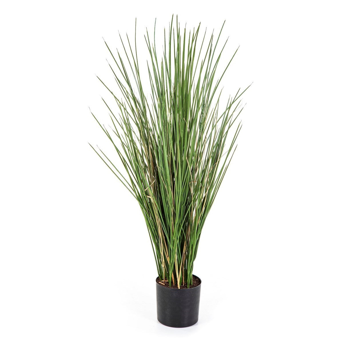 Flame Retardant Honey Grass 80 cm w/pot